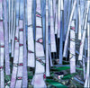 Rose Birch