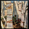 Happy Birch SOLD